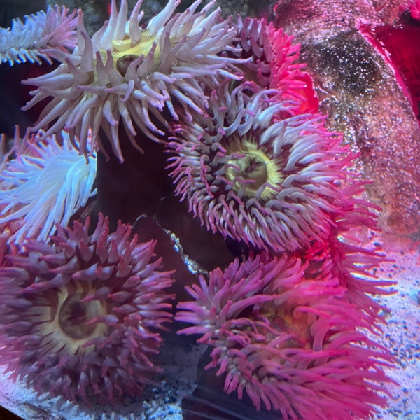 8/18/2022 tarihinde Nate F.ziyaretçi tarafından SEA LIFE Minnesota Aquarium'de çekilen fotoğraf