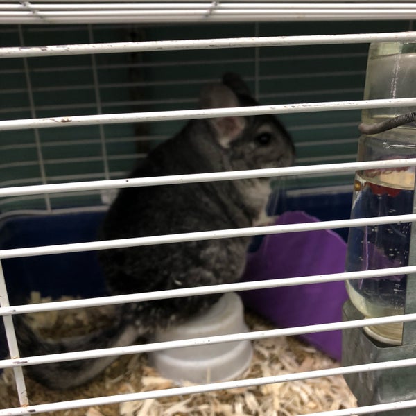 petland discounts brooklyn