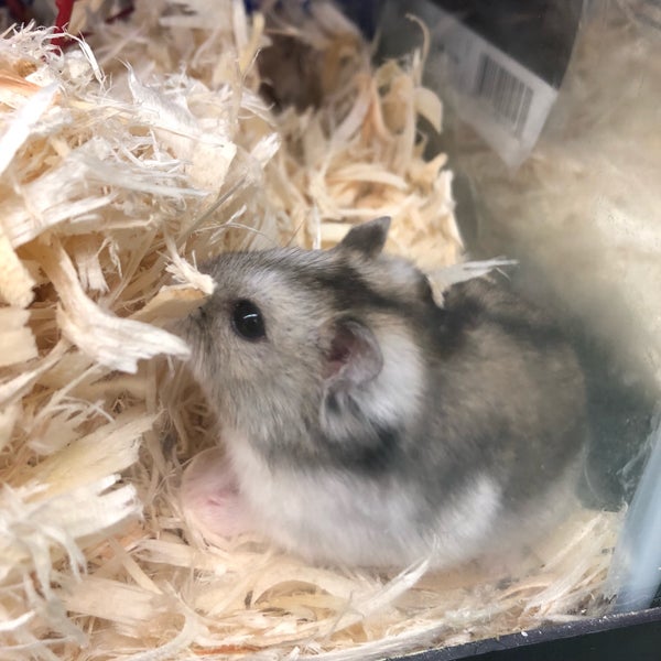 petland discounts brooklyn