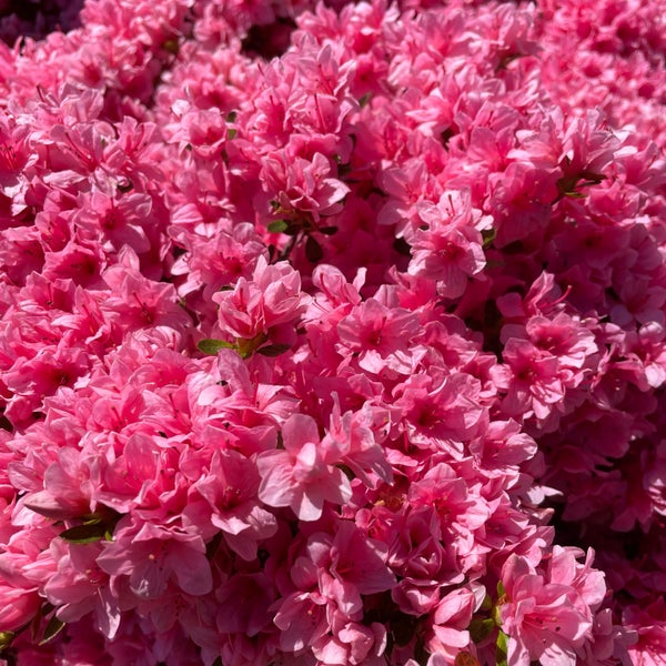 Das Foto wurde bei Green-Wood Cemetery von Nate F. am 5/10/2022 aufgenommen