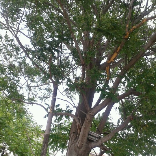 Rüzgârlı havada ortada bulunan bu ağacın altında oturmayin. içeceklerin üzerine envayi çeşit börtü böcek düşüyor :)
