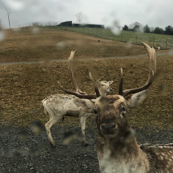safari park virginia safari park virginia