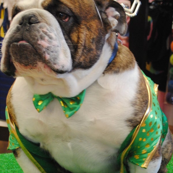 the bath house dog grooming