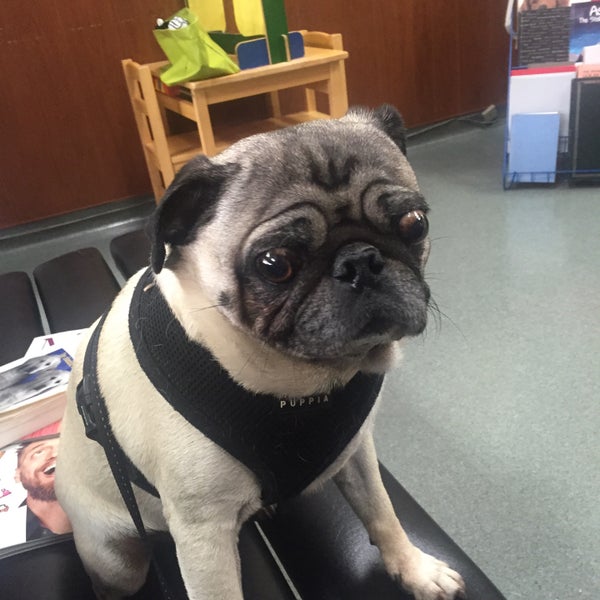 vca madera pet hospital