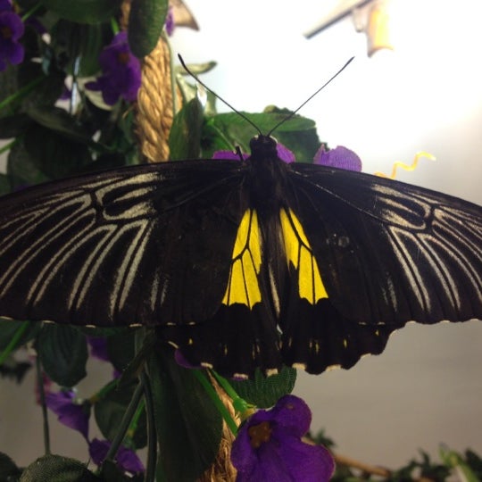 Снимок сделан в Музей живых бабочек «Тропический рай» пользователем Kotya Z. 4/13/2013