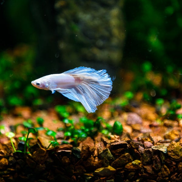 Albany Aquarium Pet Supplies Store in Albany