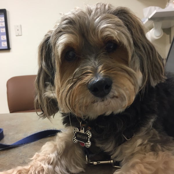 airpark animal hospital md