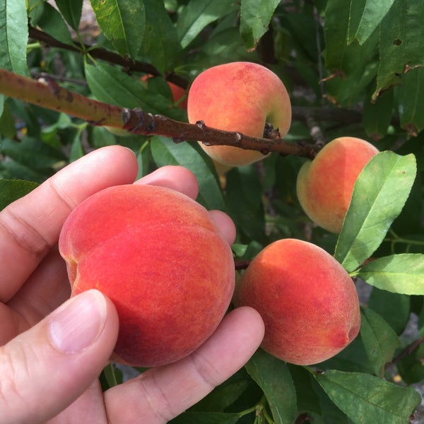 Saint Peach Twitch