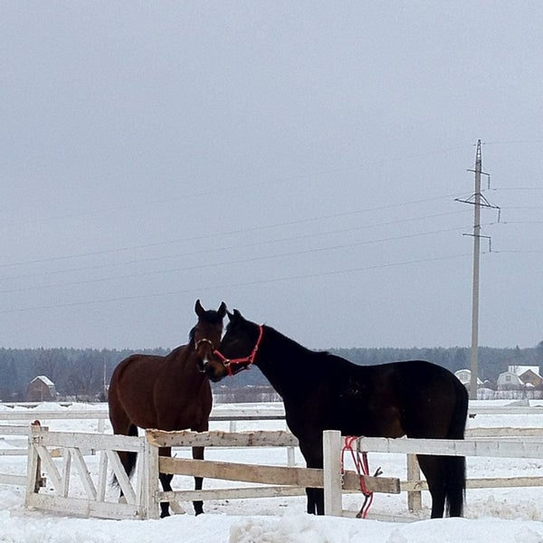 Конно спортивный комплекс красногорск. Лошади КЧР 1993. Лошади КЧР 1995 года.