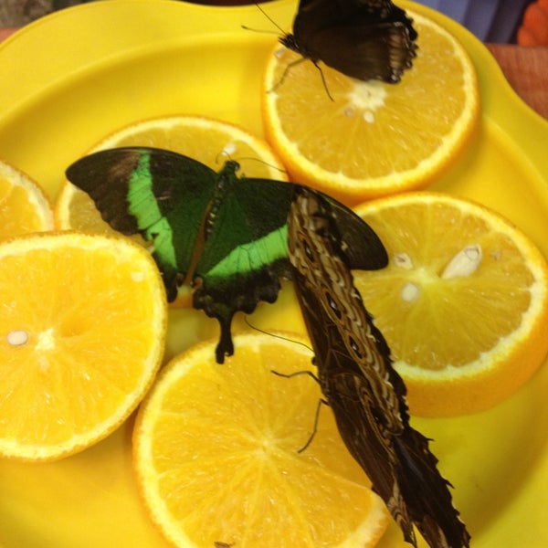 3/31/2013にGalina K.がМузей живых бабочек «Тропический рай»で撮った写真
