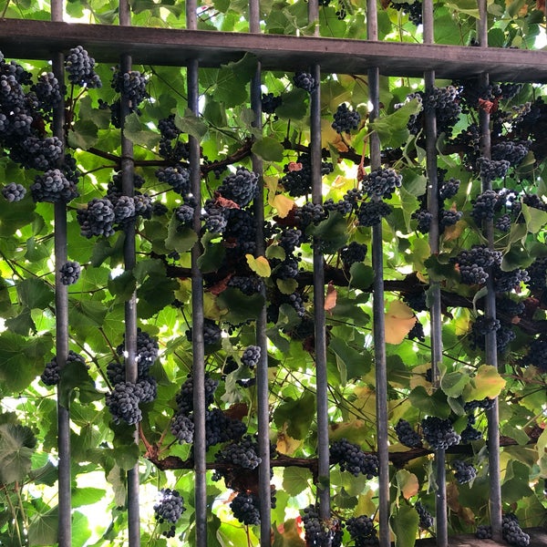 Photos At Medlock Ames Tasting Room Winery