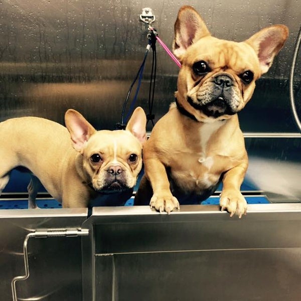 Pet tails 4. Pet tails 4. Sims 4 кицунэ мод. Miles tails prower angry. Pet tails 4.