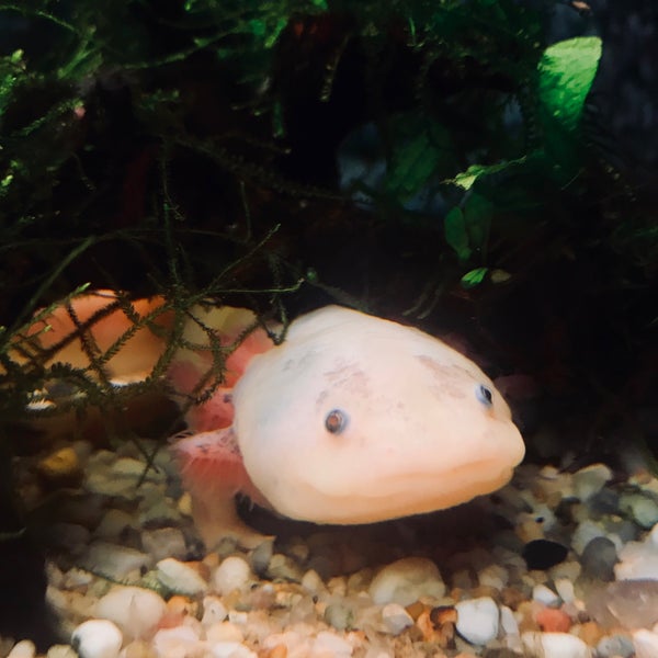 1/29/2018 tarihinde Sophie R.ziyaretçi tarafından Aquarium de Vannes'de çekilen fotoğraf