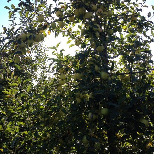 Foto diambil di All Seasons Orchard oleh Kübra K. pada 10/26/2014