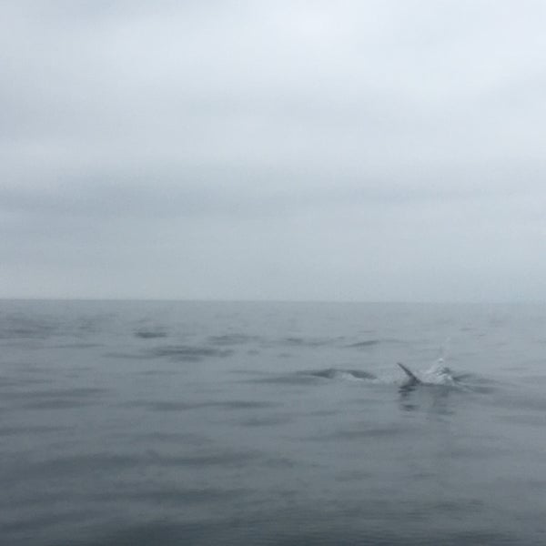 Foto diambil di Capt. Dave&#39;s Dana Point Dolphin &amp; Whale Watching Safari oleh Katie B. pada 6/27/2018