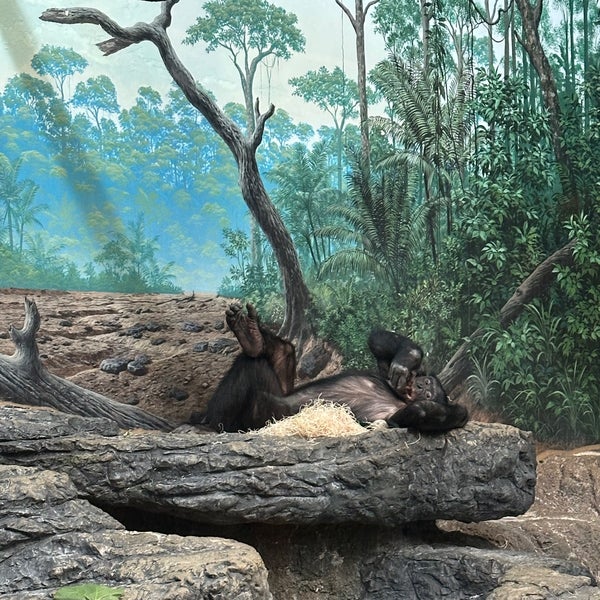 2/11/2024にKatie B.がCincinnati Zoo &amp; Botanical Gardenで撮った写真
