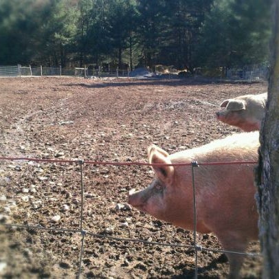 Photo taken at Woodstock Farm Animal Sanctuary by Shawnie on 4/8/2012