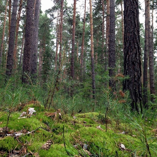 Бор тропе. Бузулукский бор национальный парк. Эко тропа бузулукский бор. 300 летняя сосна бузулукский бор. Бузулукский бор национальный парк.