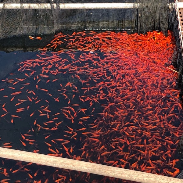 Fotos Em 金魚のふる里 やまと錦魚園 郡山金魚資料館 大和郡山市 奈良県 Fotos Em 金魚のふる里 やまと錦魚園 郡山金魚資料館 大和郡山市 奈良県