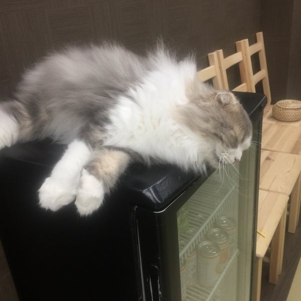 Photos At 猫カフェ 空陸家 Pet Cafe In 平塚