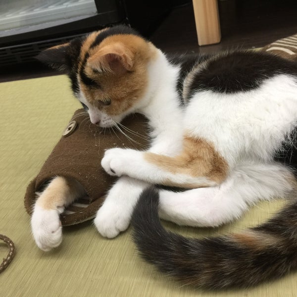 猫カフェ 空陸家 平塚のペットカフェ