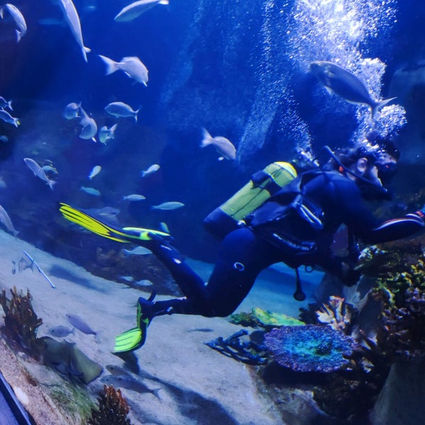 5/24/2022 tarihinde Muhsin .ziyaretçi tarafından Funtastic Aquarium İzmir'de çekilen fotoğraf