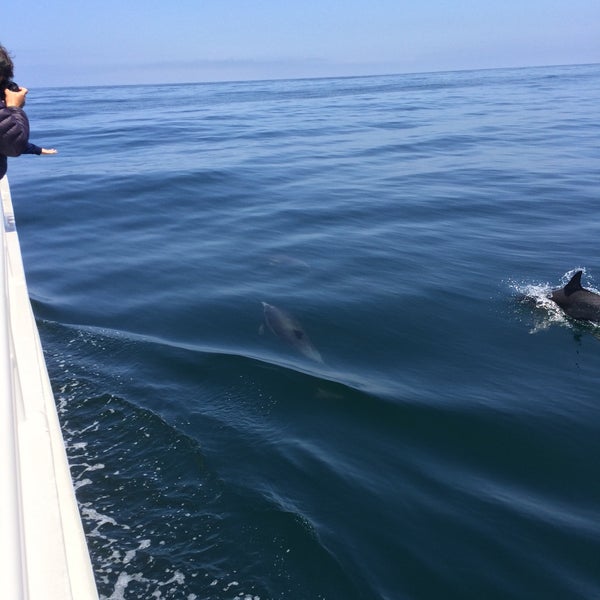 Das Foto wurde bei Condor Express Whale Watching von Mikhail M. am 6/14/2016 aufgenommen