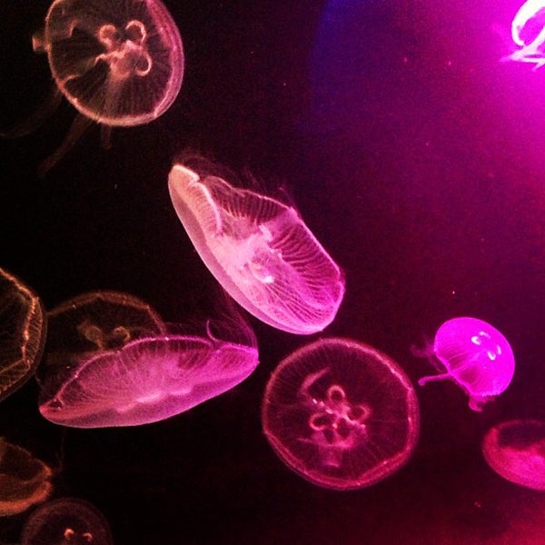 Greater Cleveland Aquarium Aquarium in Ohio City