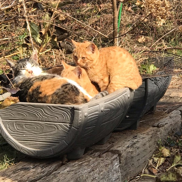 Photos At ターシャ Tasha 北杜市 山梨県