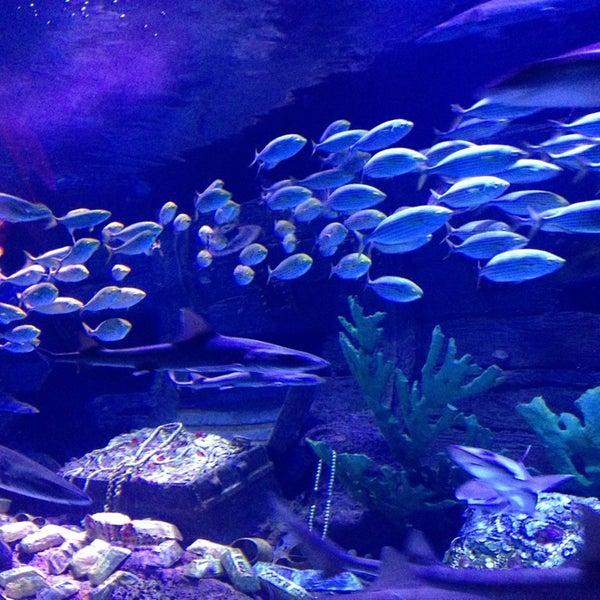 6/22/2013 tarihinde Duygusuz Bi Canavara Dönüştümziyaretçi tarafından Antalya Aquarium'de çekilen fotoğraf