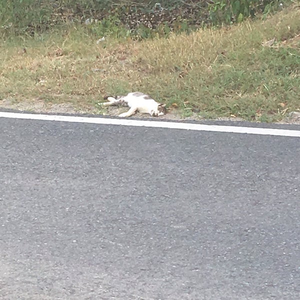Tin Box BBQ Joint in Vieques