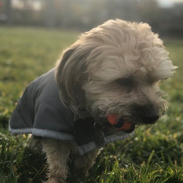 Bear Creek Dog Park Medford, OR