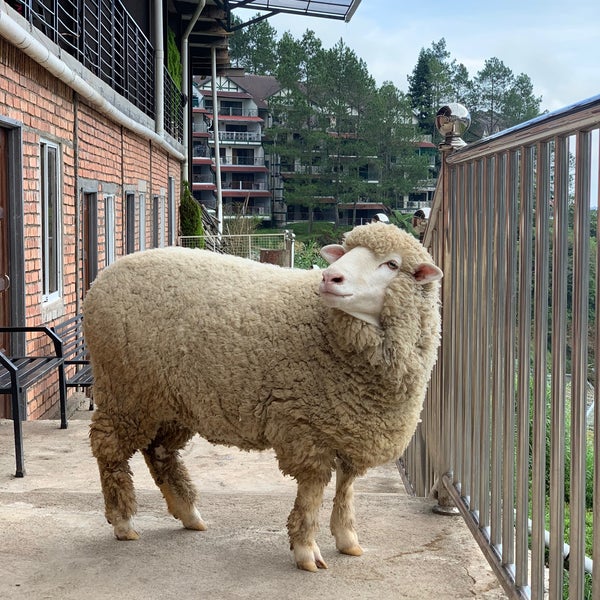 Photos At The Sheep Sanctuary 1 Tip