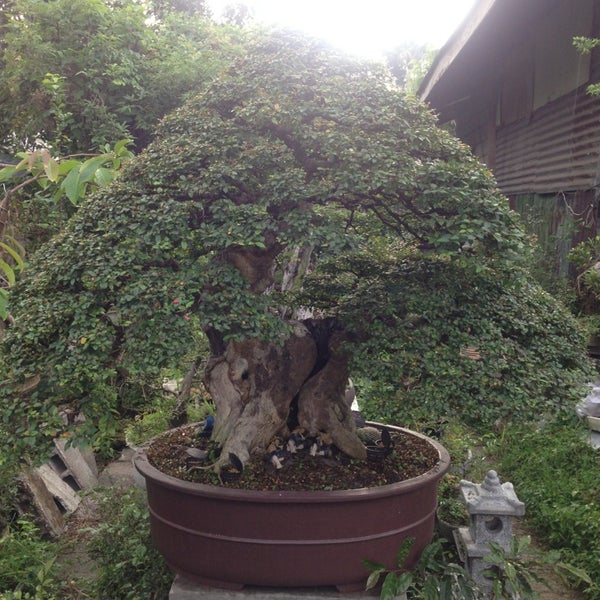 Bonsai Garden Up Diliman Rates Fasci Garden