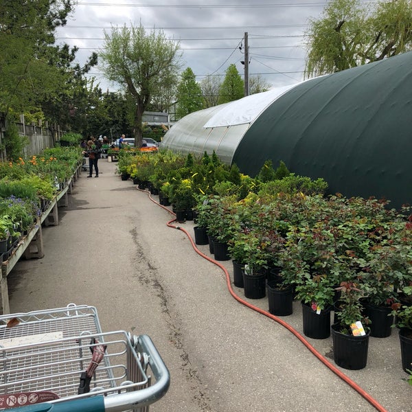 Greenhouse Армения роза