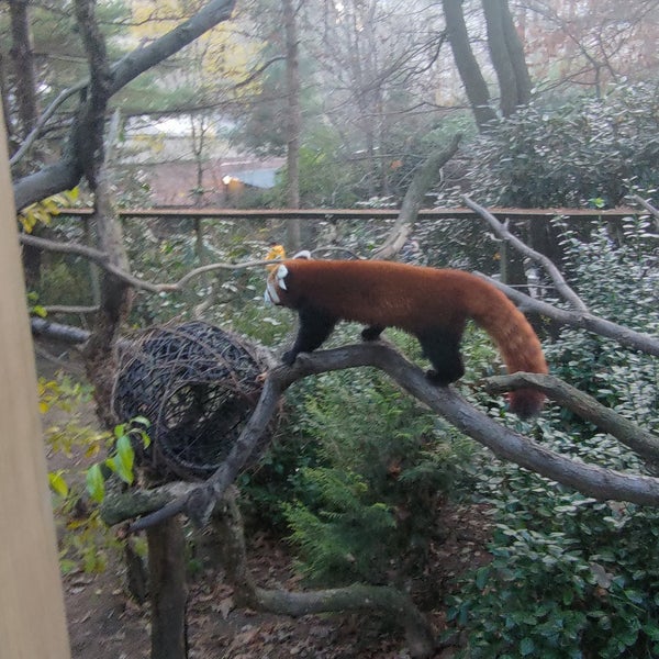 Photo taken at Central Park Zoo by Nacho C. on 12/16/2023