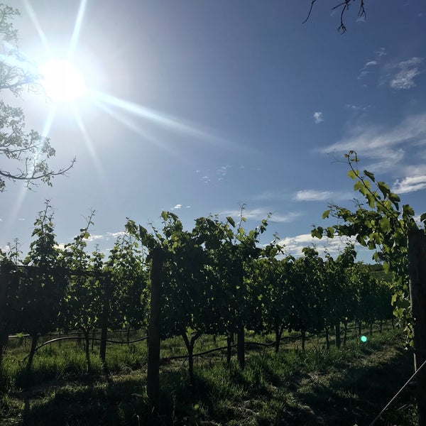 12/6/2017 tarihinde Sveta Y.ziyaretçi tarafından Spier Wine Farm'de çekilen fotoğraf