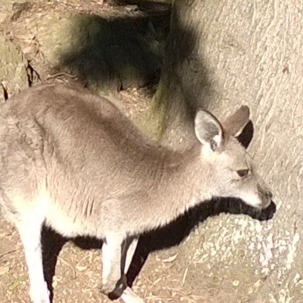 5/17/2014 tarihinde Michal T.ziyaretçi tarafından Wellington Zoo'de çekilen fotoğraf