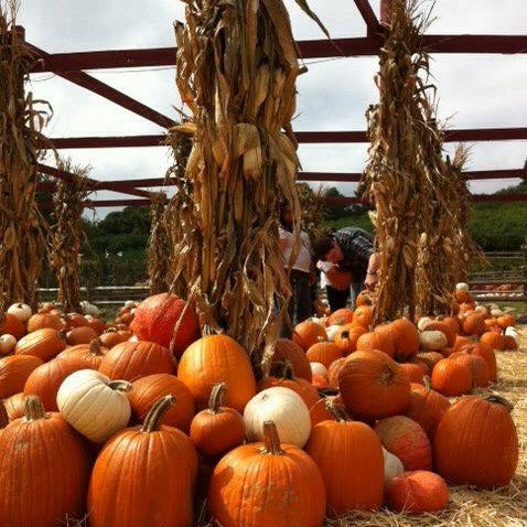 Always seasonal - sweet or savory pumpkin is an inspiration for our farm-to-table.