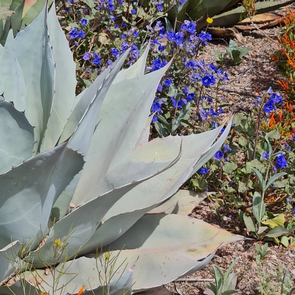 4/7/2023 tarihinde Noé G.ziyaretçi tarafından Desert Botanical Garden'de çekilen fotoğraf