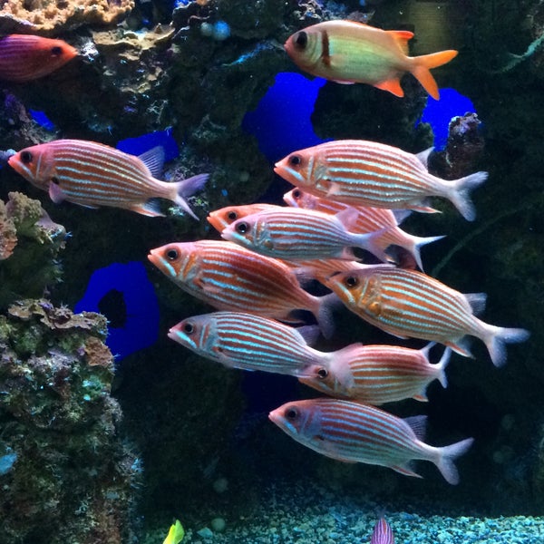 Photo taken at Maui Ocean Center, The Hawaiian Aquarium by Laura M. on 3/31/2015