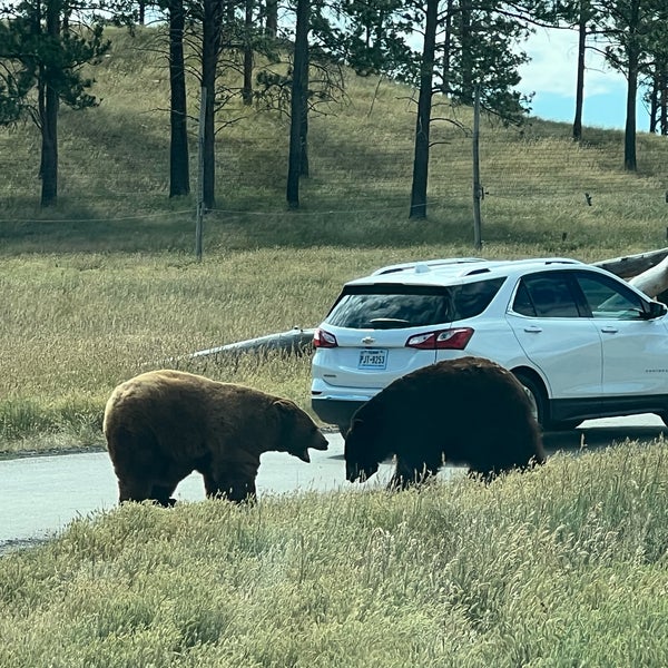 Bear Country USA 33 tips from 2231 visitors
