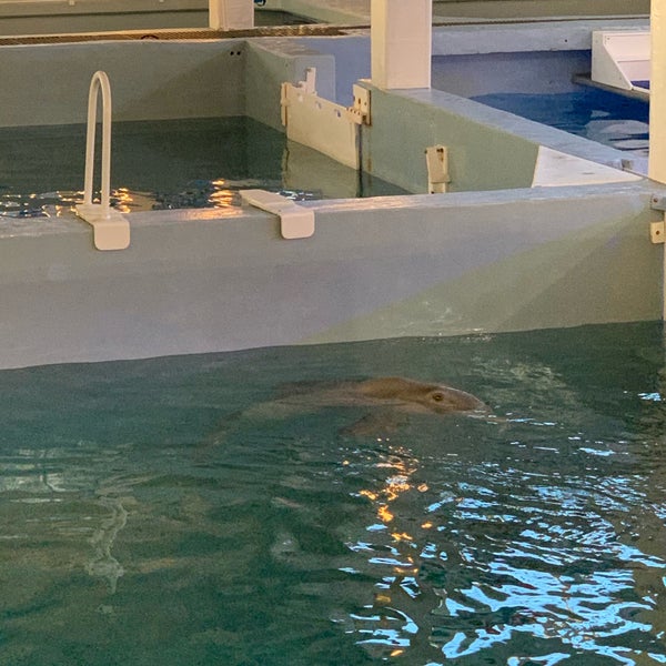 12/10/2019 tarihinde Sydney R.ziyaretçi tarafından Clearwater Marine Aquarium'de çekilen fotoğraf