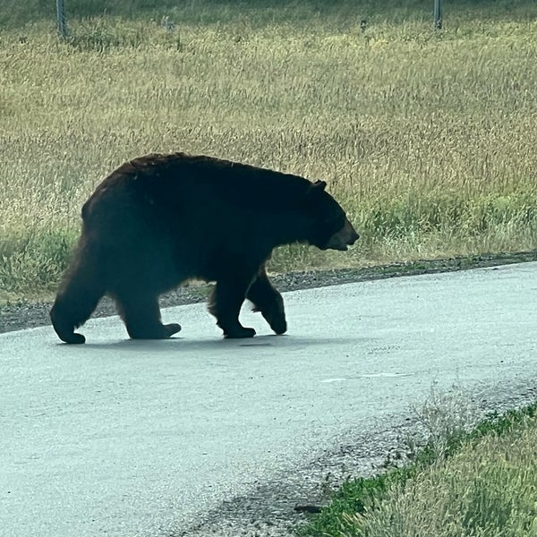 Bear Country USA 33 tips from 2231 visitors