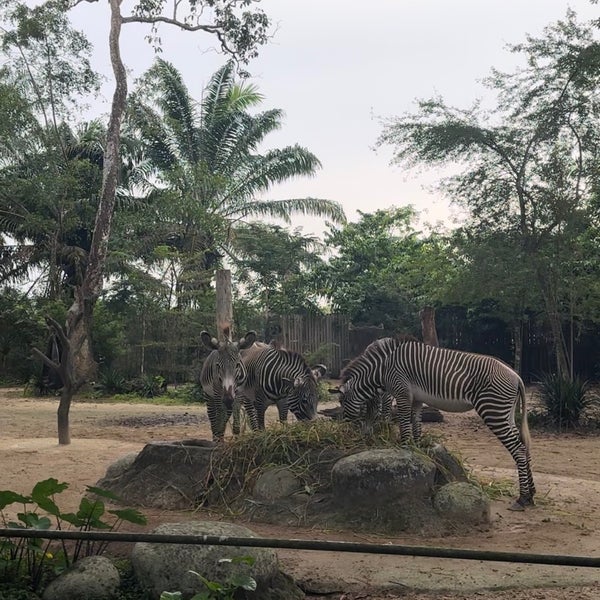 Foto tirada no(a) Singapore Zoo por Violet em 4/16/2024