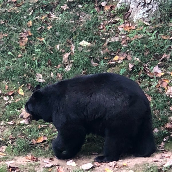 10/8/2018 tarihinde Greta T.ziyaretçi tarafından Western North Carolina Nature Center'de çekilen fotoğraf