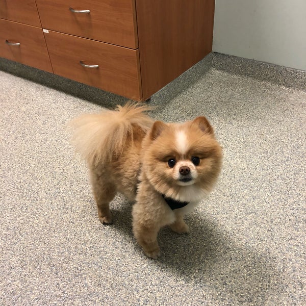 4/9/2018 tarihinde Christina P.ziyaretçi tarafından West Village Veterinary Hospital'de çekilen fotoğraf
