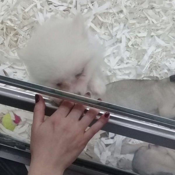 atasehir pet shop kucukbakkalkoy k bakkalkoy mah cengiz topel cad no 32 atasehir