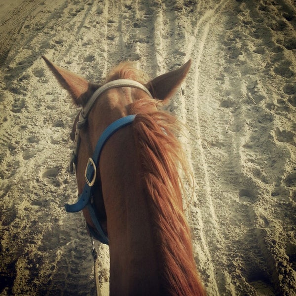 Photos At Horses On The Beach Corpus Christi Tx
