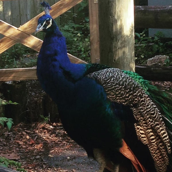 12/5/2015 tarihinde Gaylan W.ziyaretçi tarafından Audubon Zoo'de çekilen fotoğraf